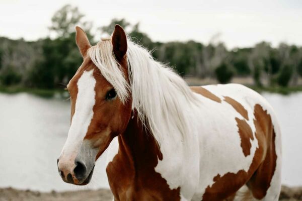 I benefici dei trattamenti fasciali per cavalli