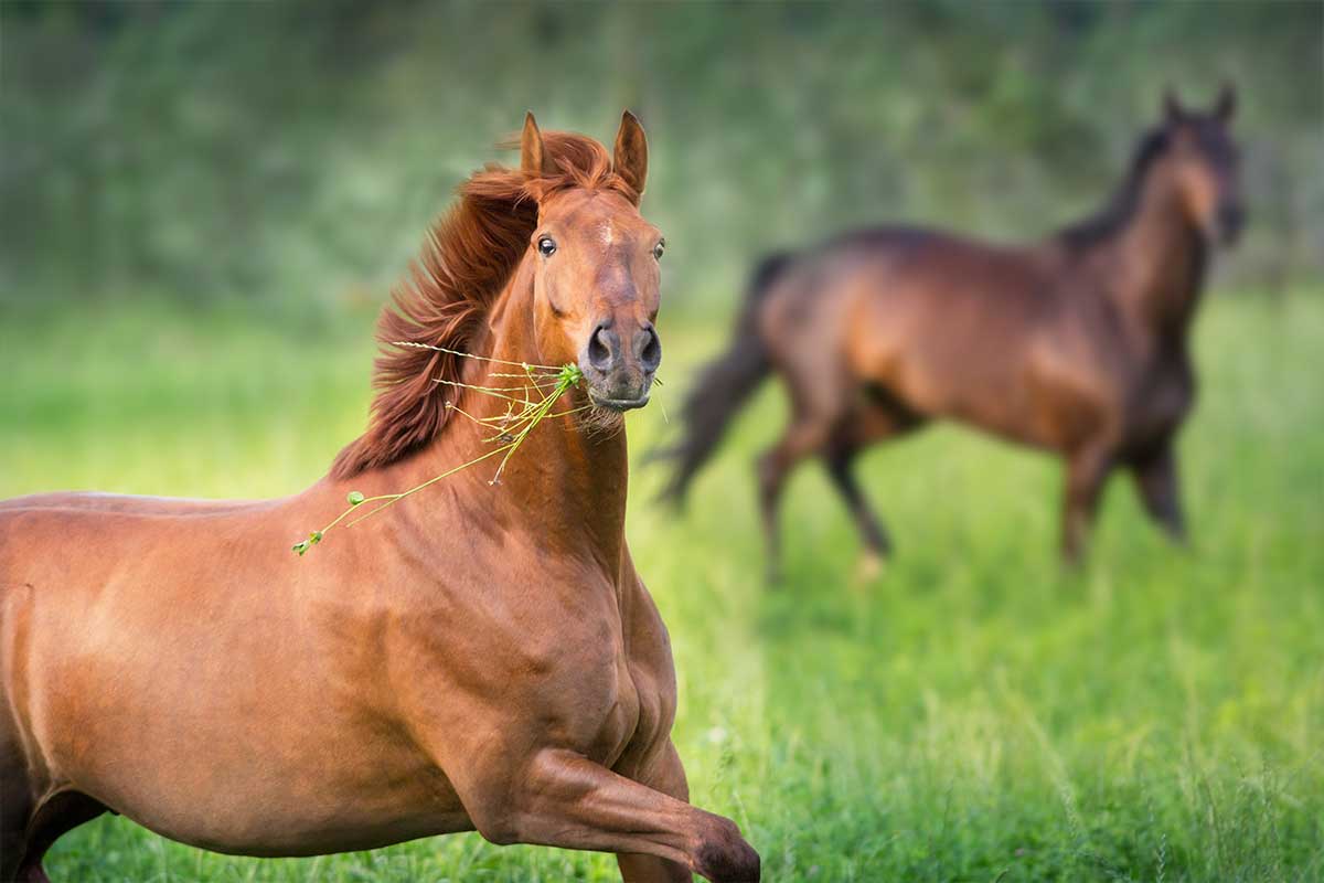 Cos’è la fascia e perché è così importante? EquiWellness