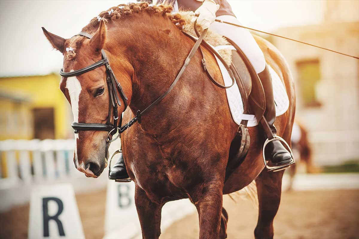 Tensioni fasciali nei cavalli - EquiWellness