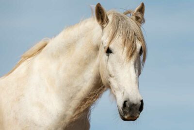 Manipolazione fasciale veterinaria in Canton Ticino e Lombardia - EquiWellness