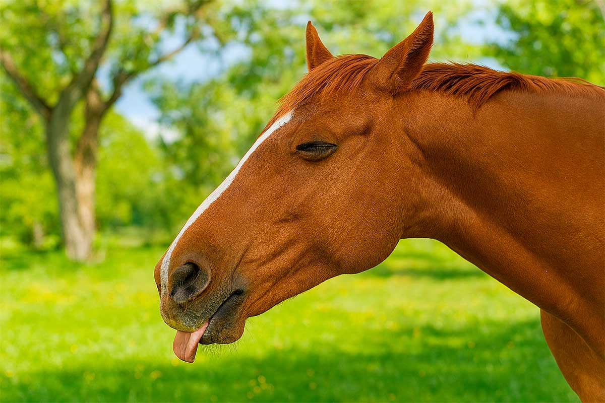 Benessere equino e massaggio una ricerca scientifica ci mostra gli effetti